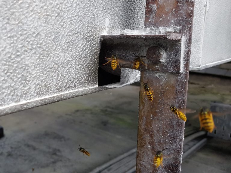 Wasp nest Removal Fife